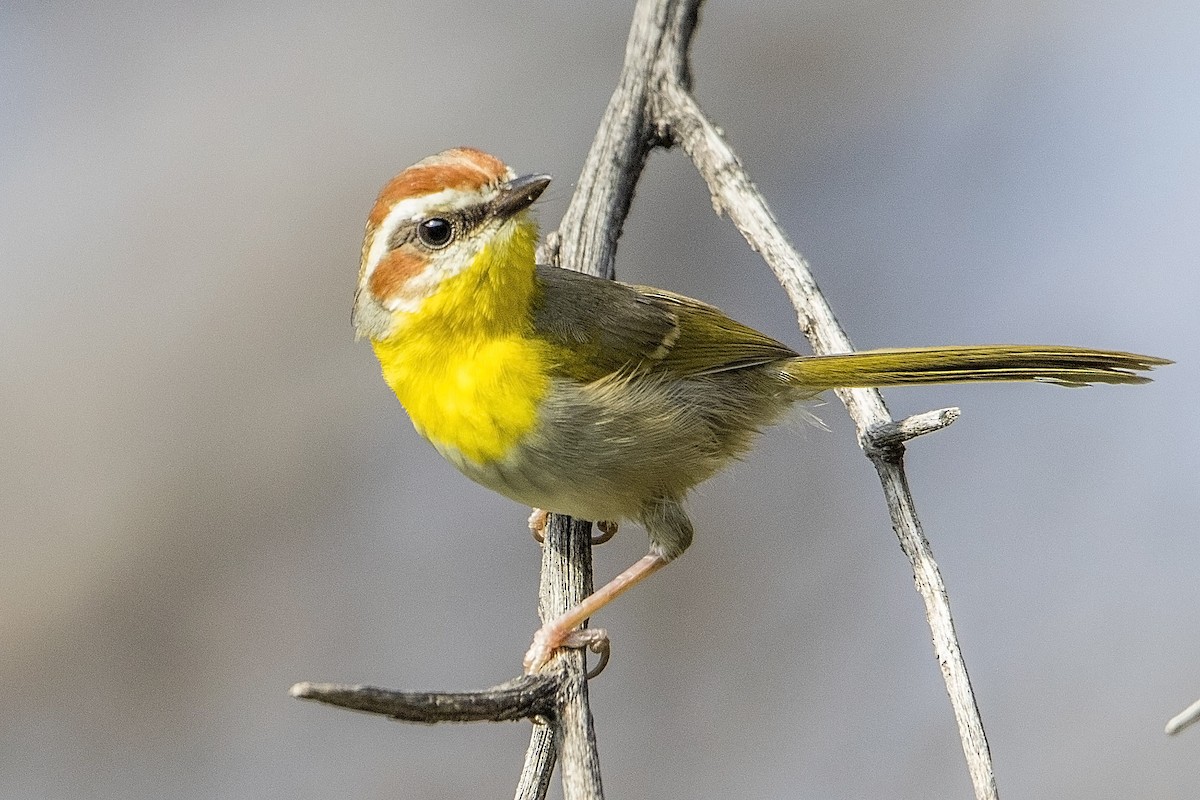 Rufous-capped Warbler - ML31391951