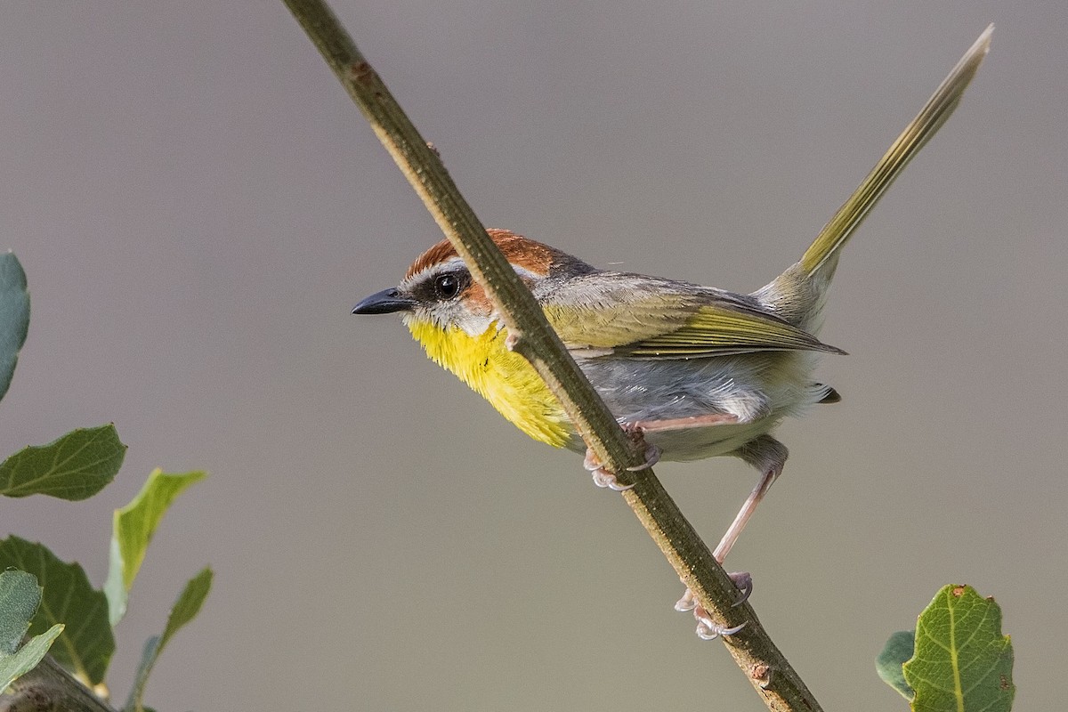 Rufous-capped Warbler - ML31391961