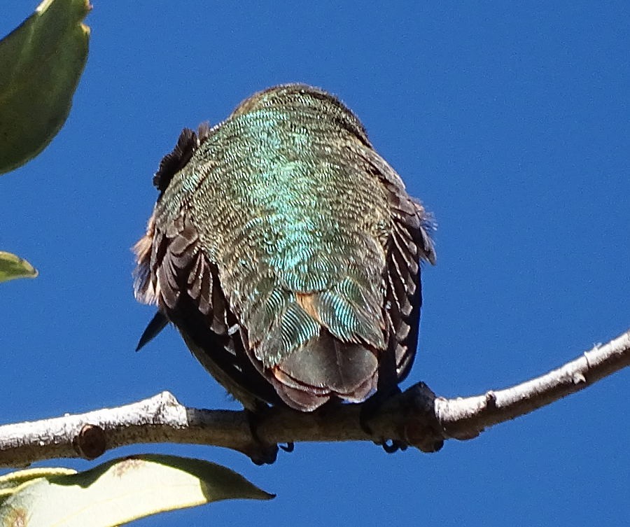 Anna's Hummingbird x Selasphorus sp. (hybrid) - ML313920421
