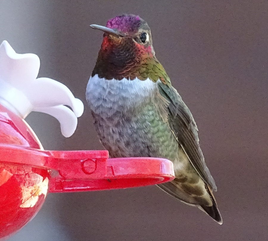 Anna's Hummingbird x Selasphorus sp. (hybrid) - ML313920431