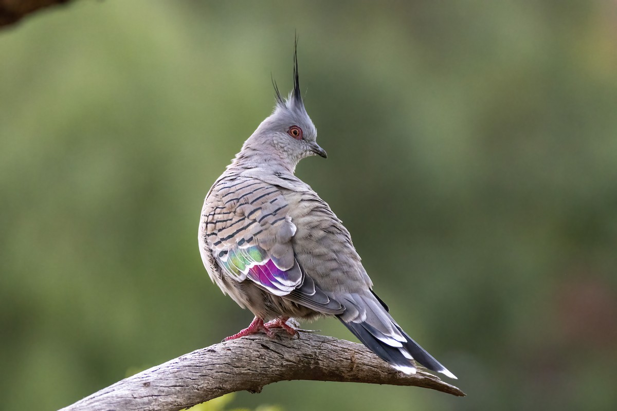 Crested Pigeon - ML313924091