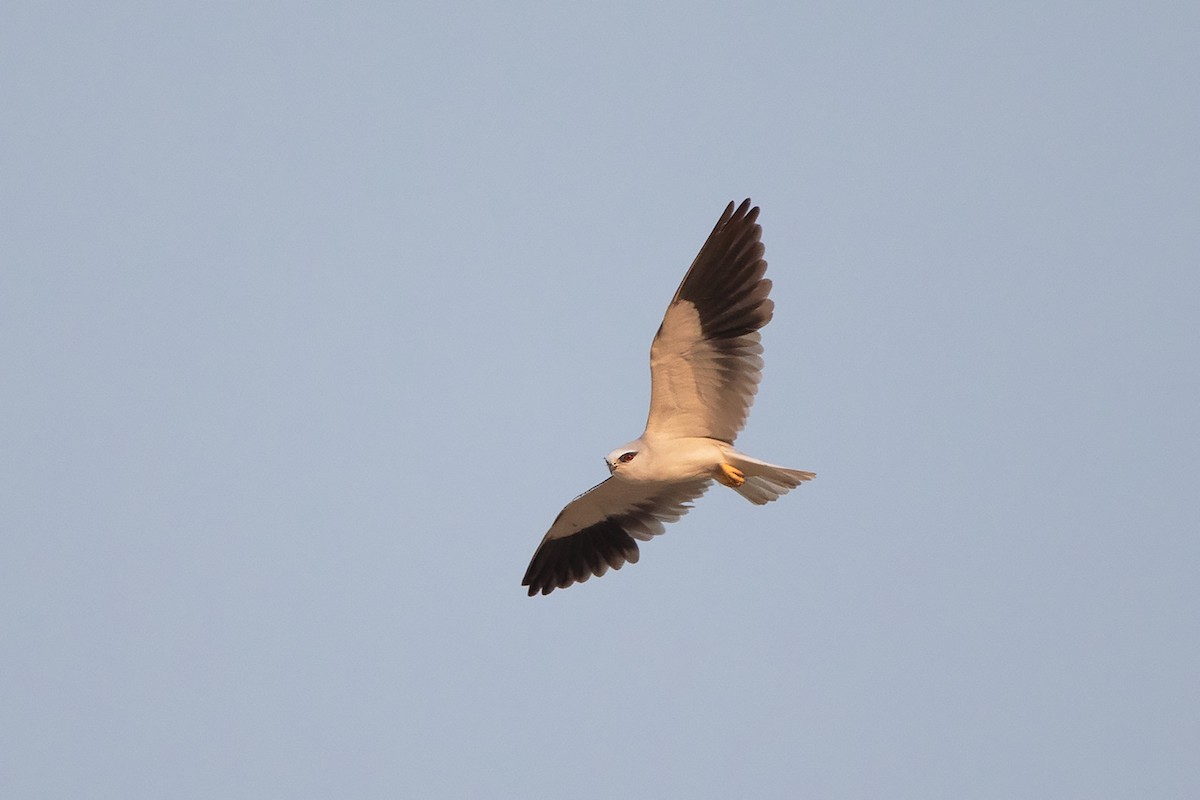 Black-winged Kite (Asian) - Ayuwat Jearwattanakanok