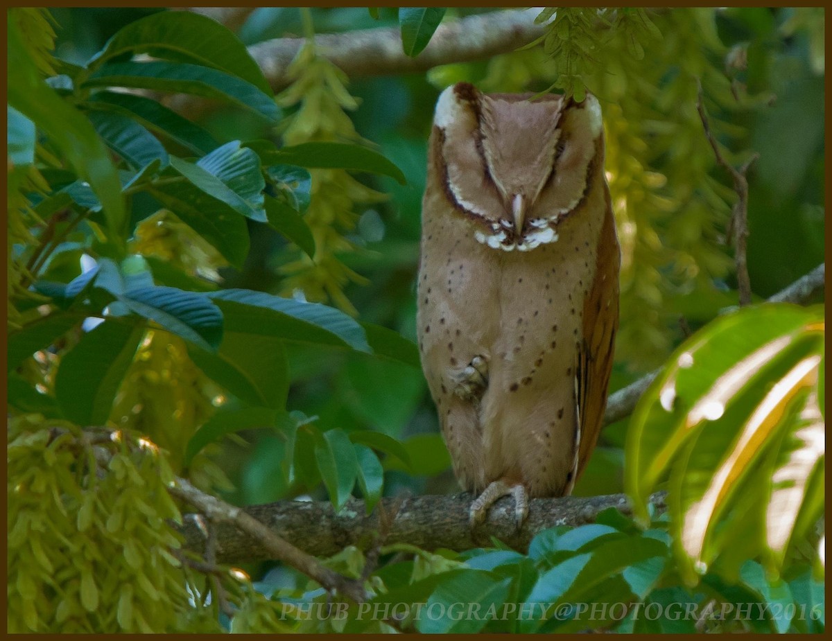 Oriental Bay-Owl - Phub Dorji