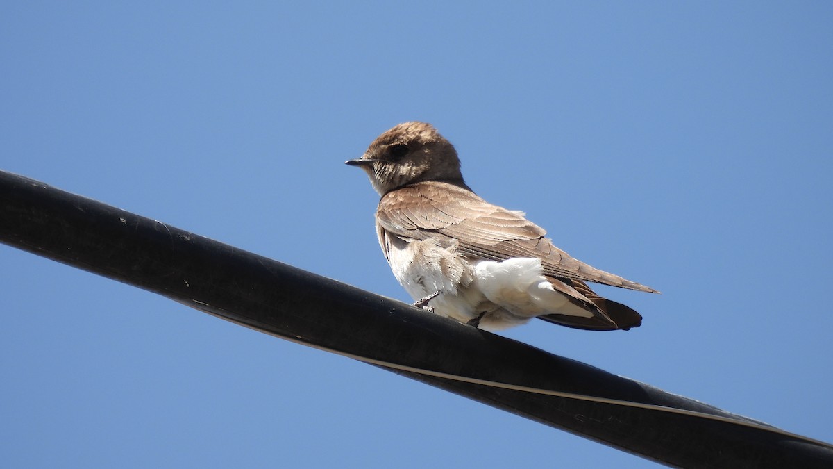 Northern Rough-winged Swallow - Karen Evans