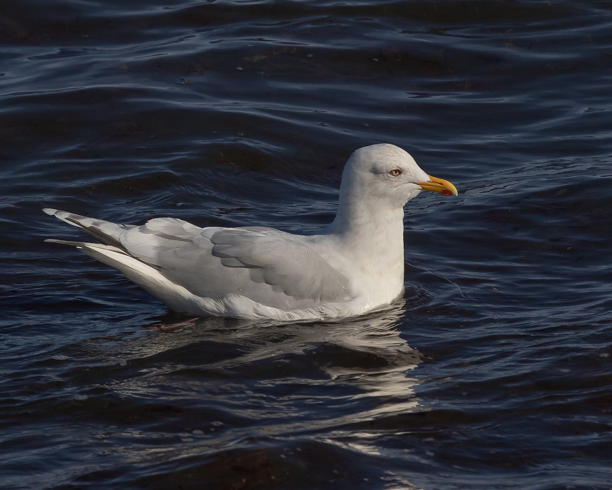 Iceland Gull (kumlieni/glaucoides) - ML313938111