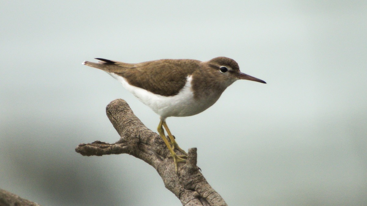Spotted Sandpiper - Mark Terry