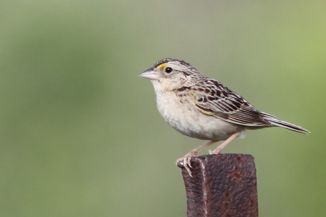 Grasshopper Sparrow - Gis Segler