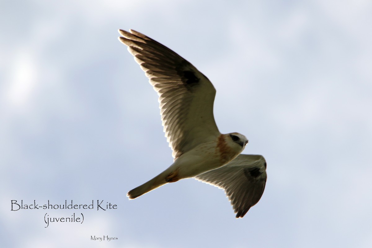 Black-shouldered Kite - Mary Hynes