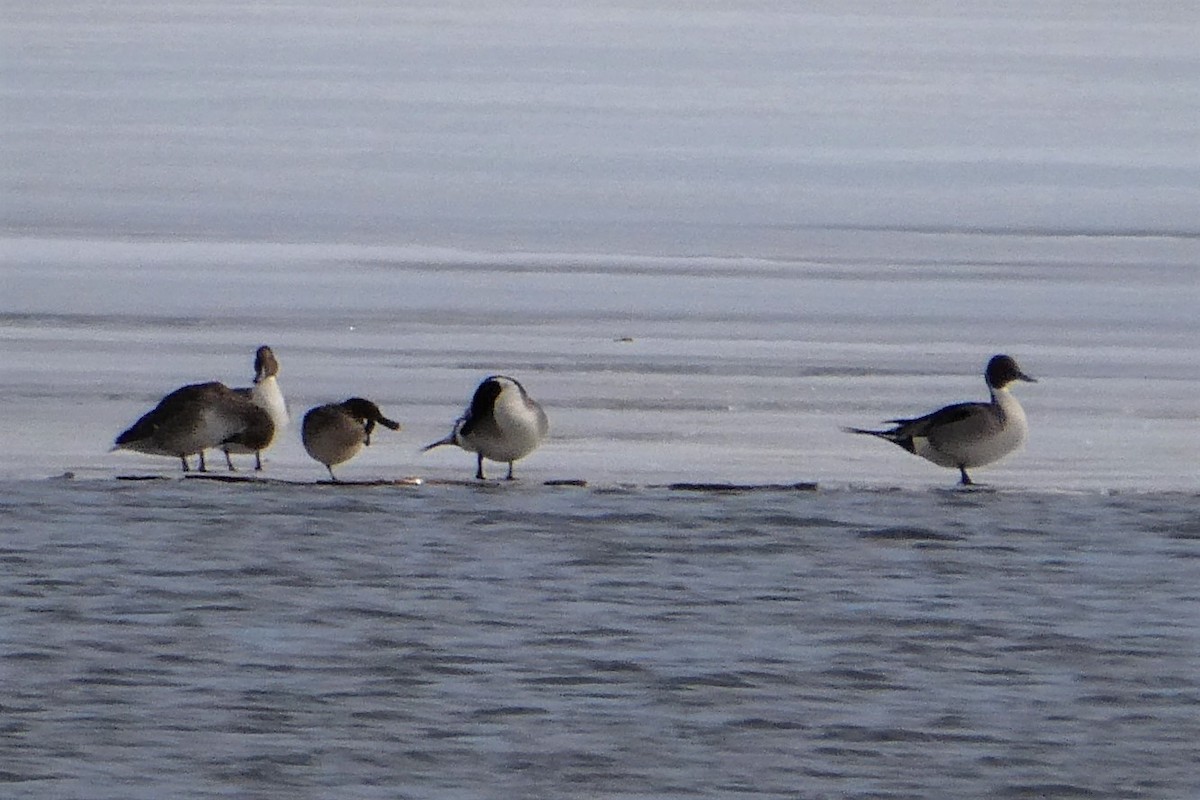 Wisconsin eBird Checklist 5 Mar 2021 Fish Camp Park, Lake Kegonsa