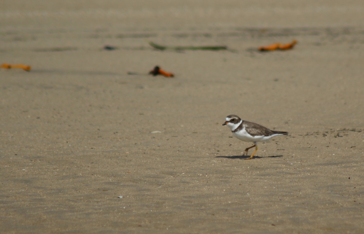 Semipalmated Plover - ML31395971