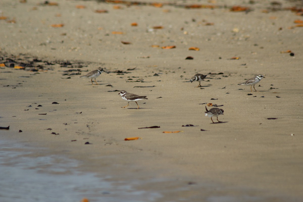 Semipalmated Plover - ML31396011