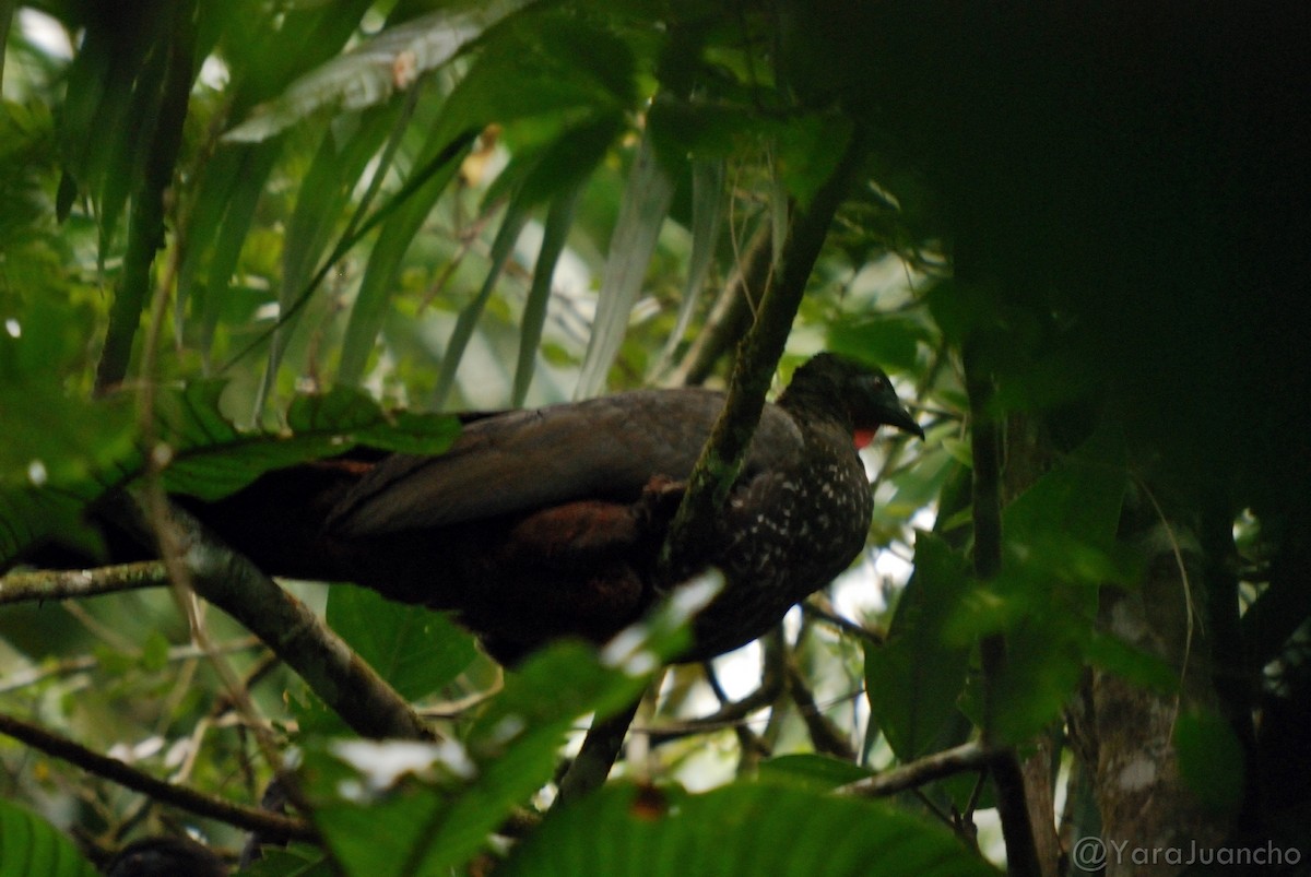 Crested Guan - ML313961611