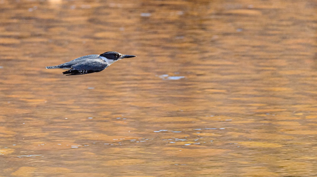Belted Kingfisher - ML313965421