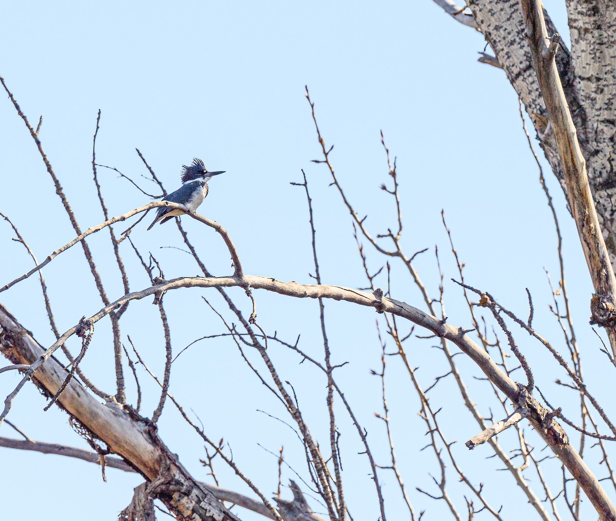 Belted Kingfisher - ML313965451