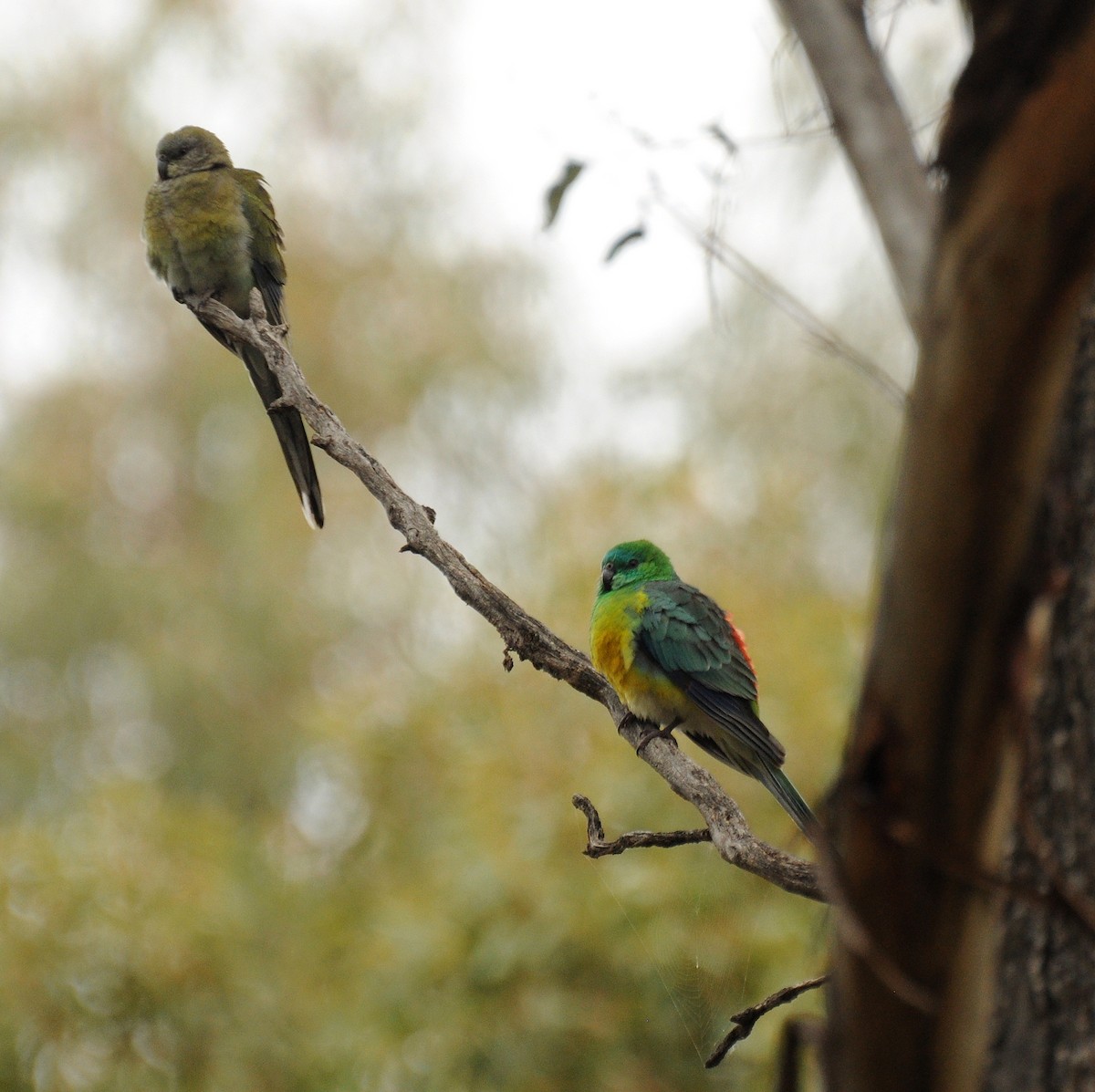 Red-rumped Parrot - ML31396551