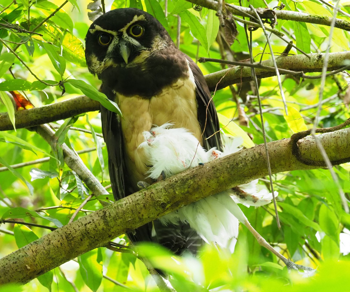 Spectacled Owl - ML313970021