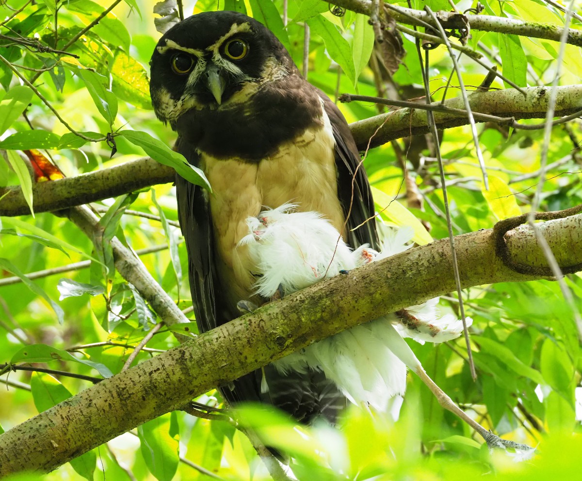 Spectacled Owl - ML313970171