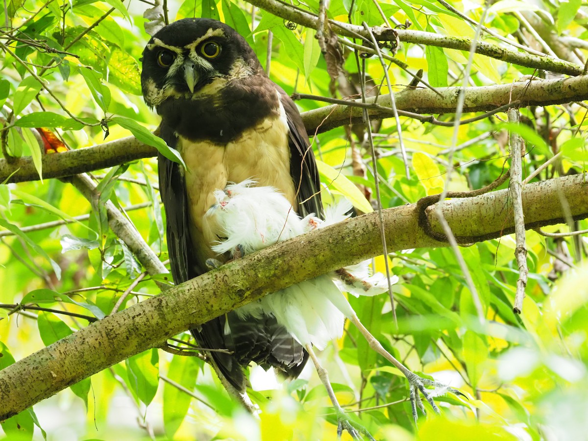 Spectacled Owl - ML313970261