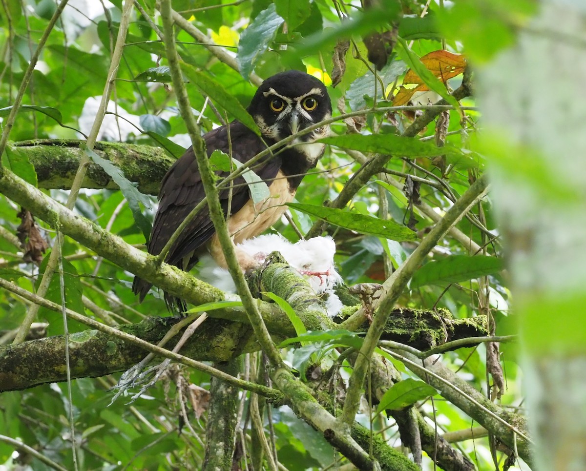 Spectacled Owl - ML313970501
