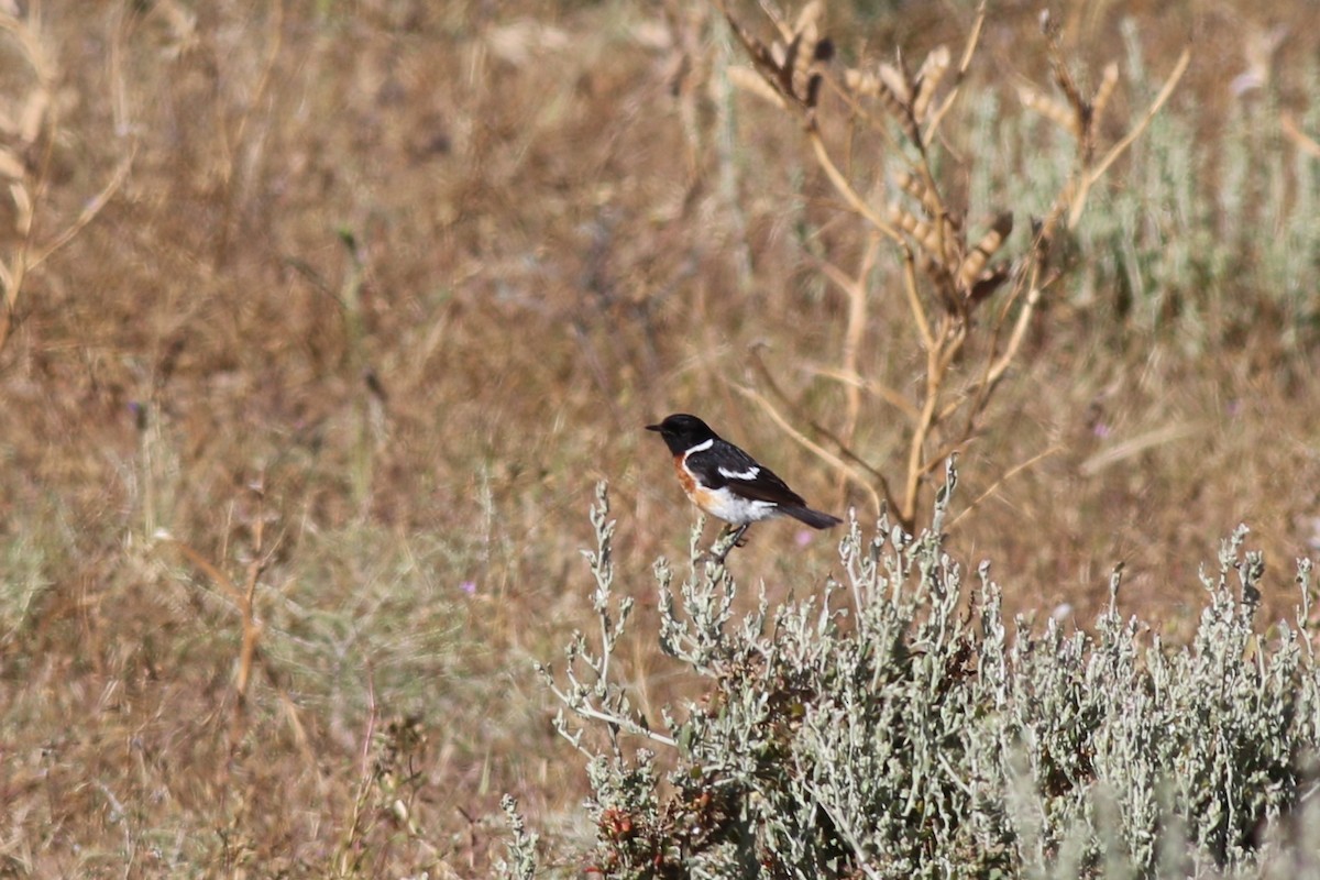 African Stonechat (African) - ML313971551