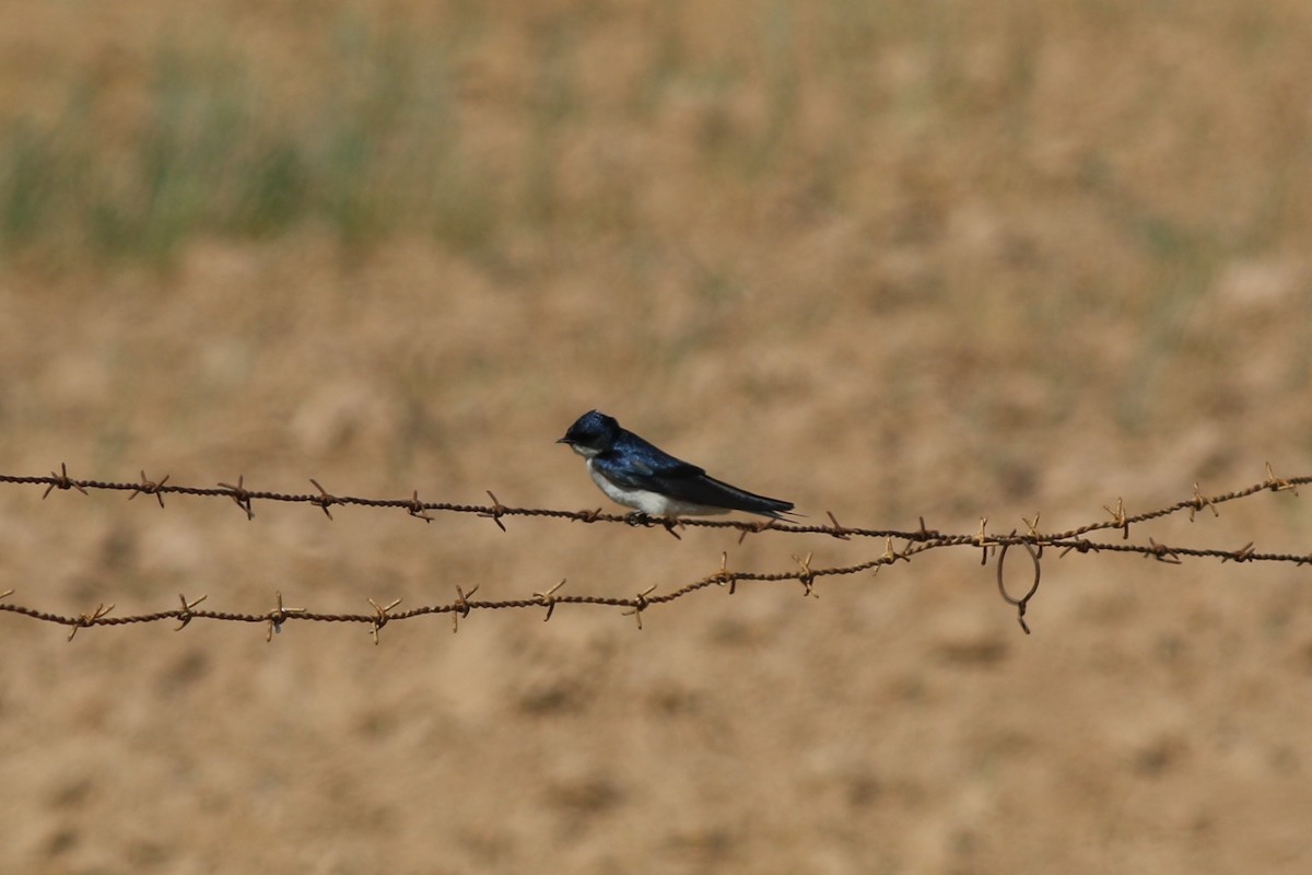 Pearl-breasted Swallow - ML313972481