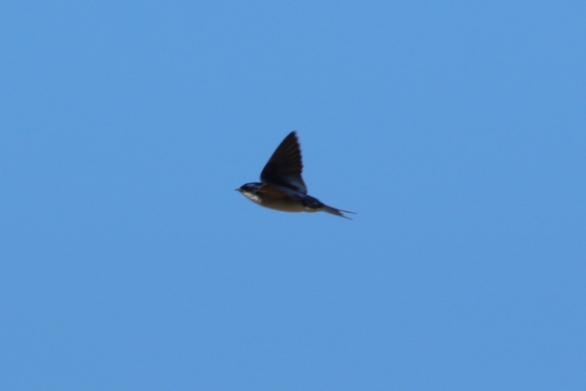 Pearl-breasted Swallow - ML313972781
