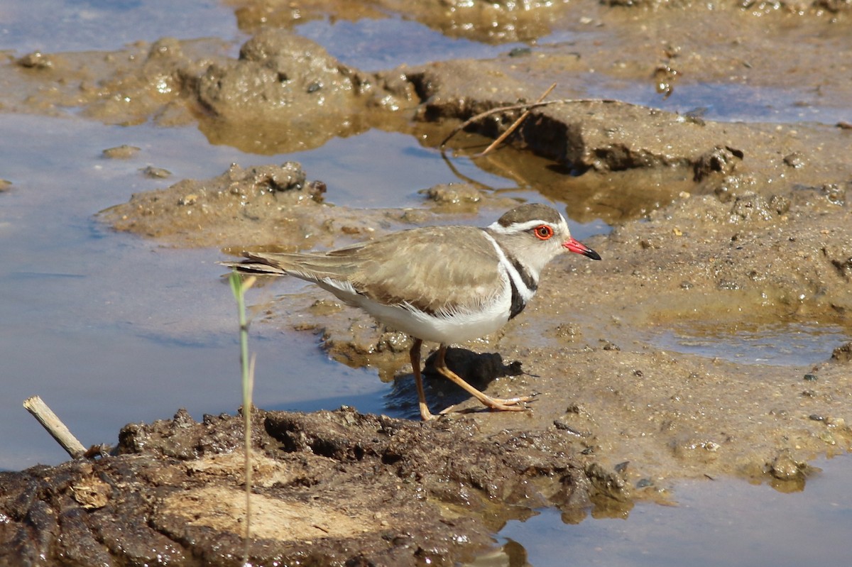 Three-banded Plover (African) - ML313973111