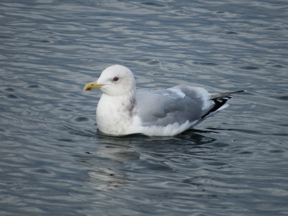 Iceland Gull (Thayer's) - David Poortinga