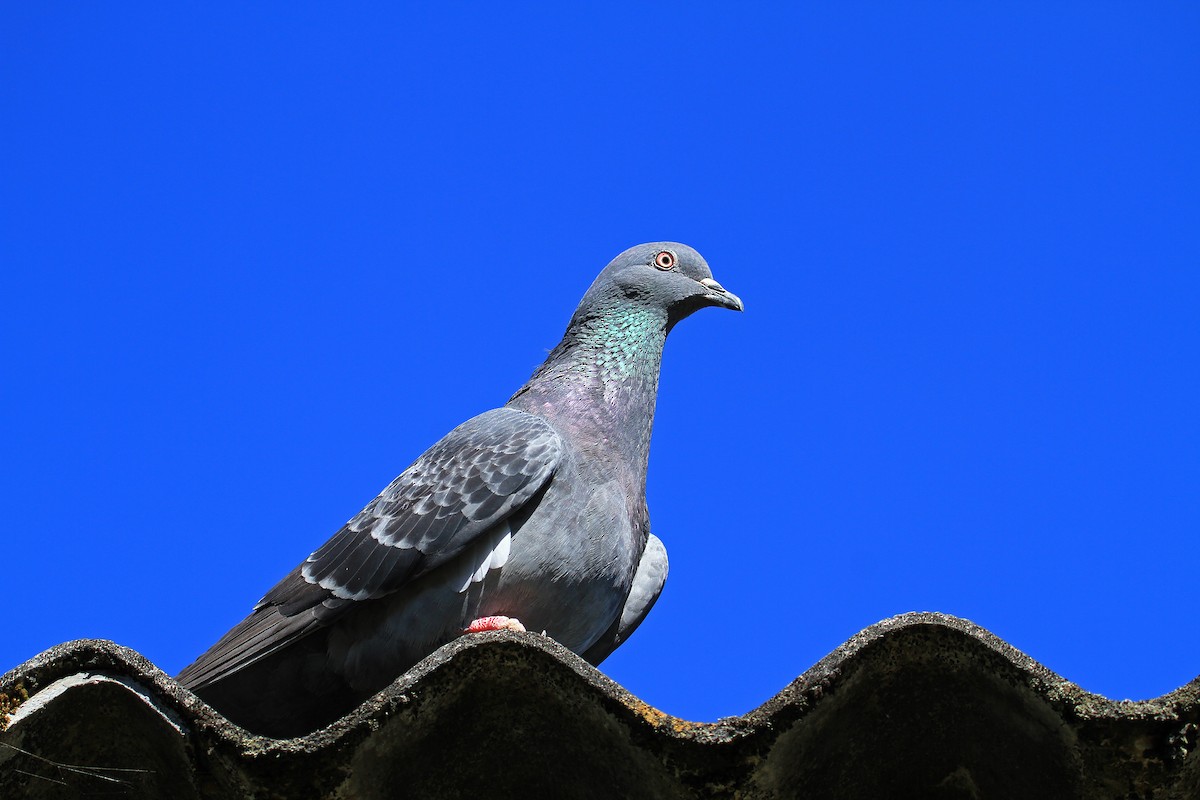 Rock Pigeon (Feral Pigeon) - Carl Poldrack