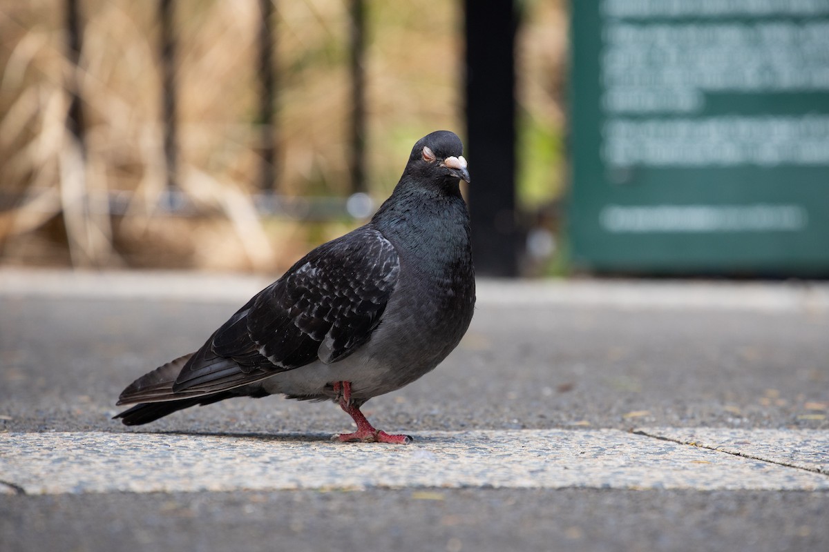 Rock Pigeon (Feral Pigeon) - ML313990061