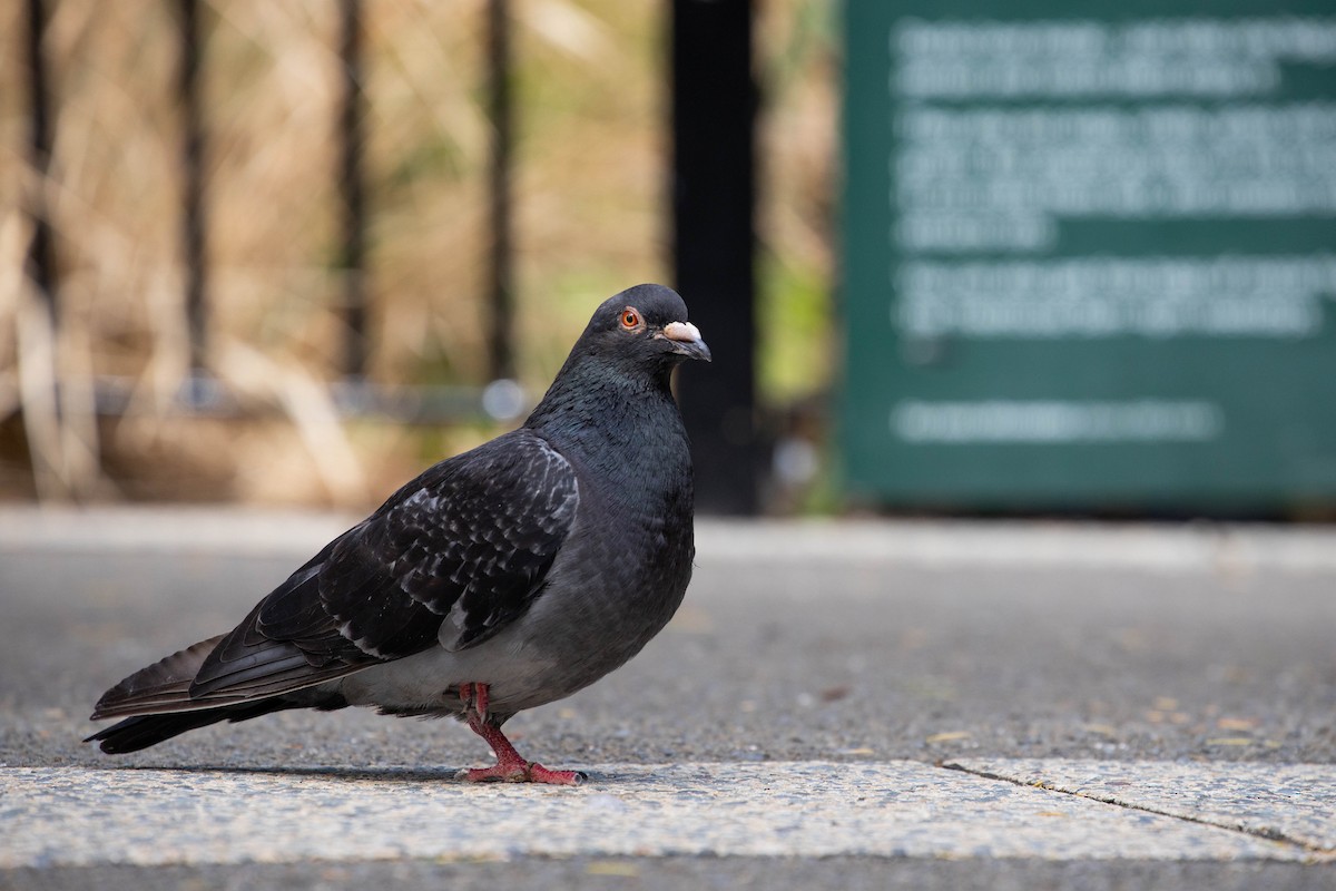 Rock Pigeon (Feral Pigeon) - ML313990081