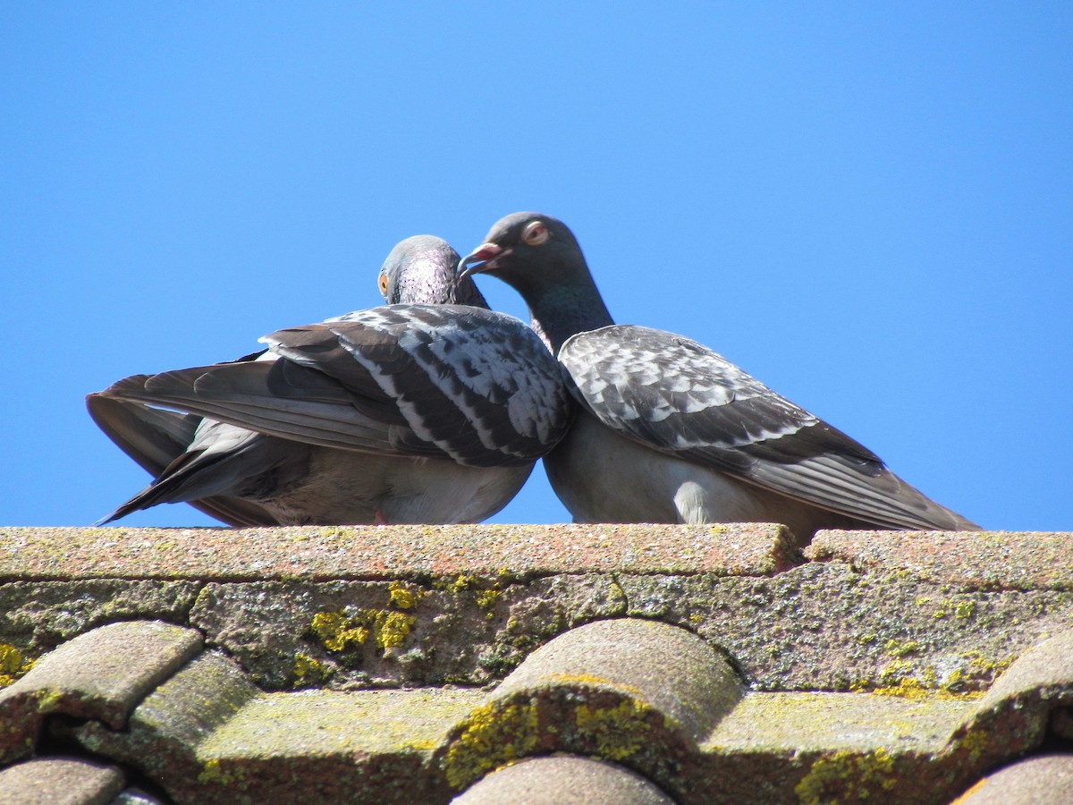 Rock Pigeon (Feral Pigeon) - ML31399551