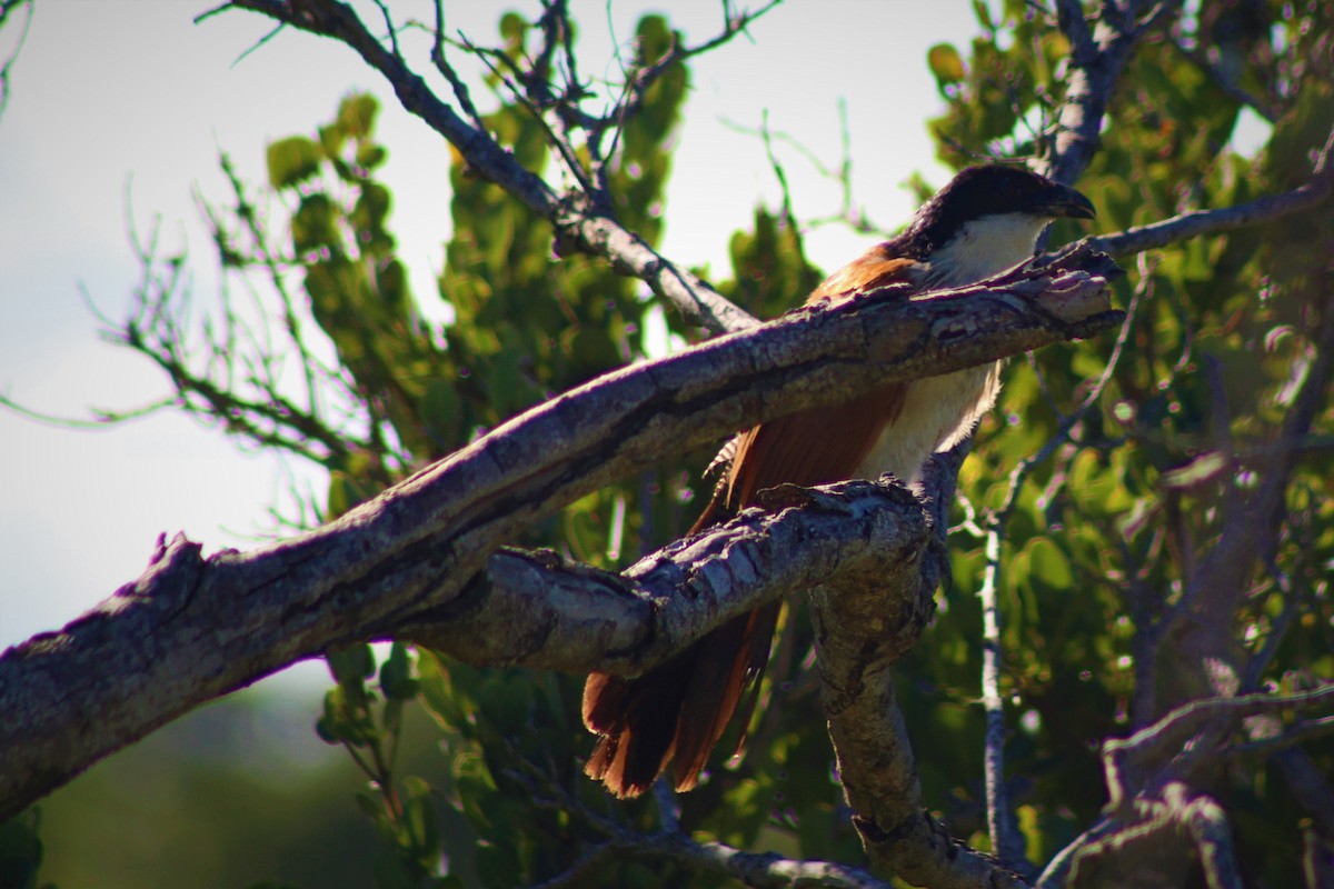 White-browed Coucal (Burchell's) - ML313999331