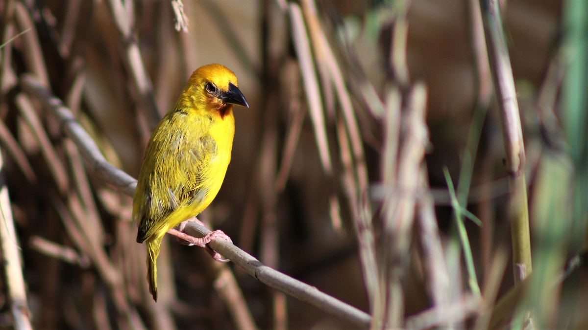 Southern Brown-throated Weaver - ML313999341