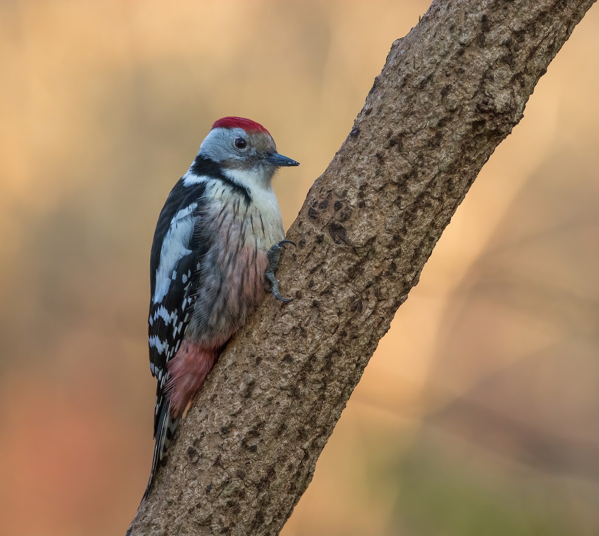 Middle Spotted Woodpecker - ML314000241