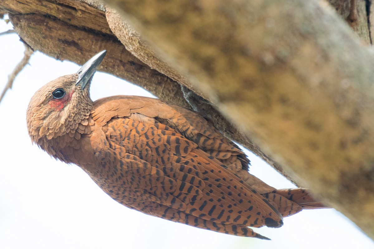 Rufous Woodpecker - Ian Hearn