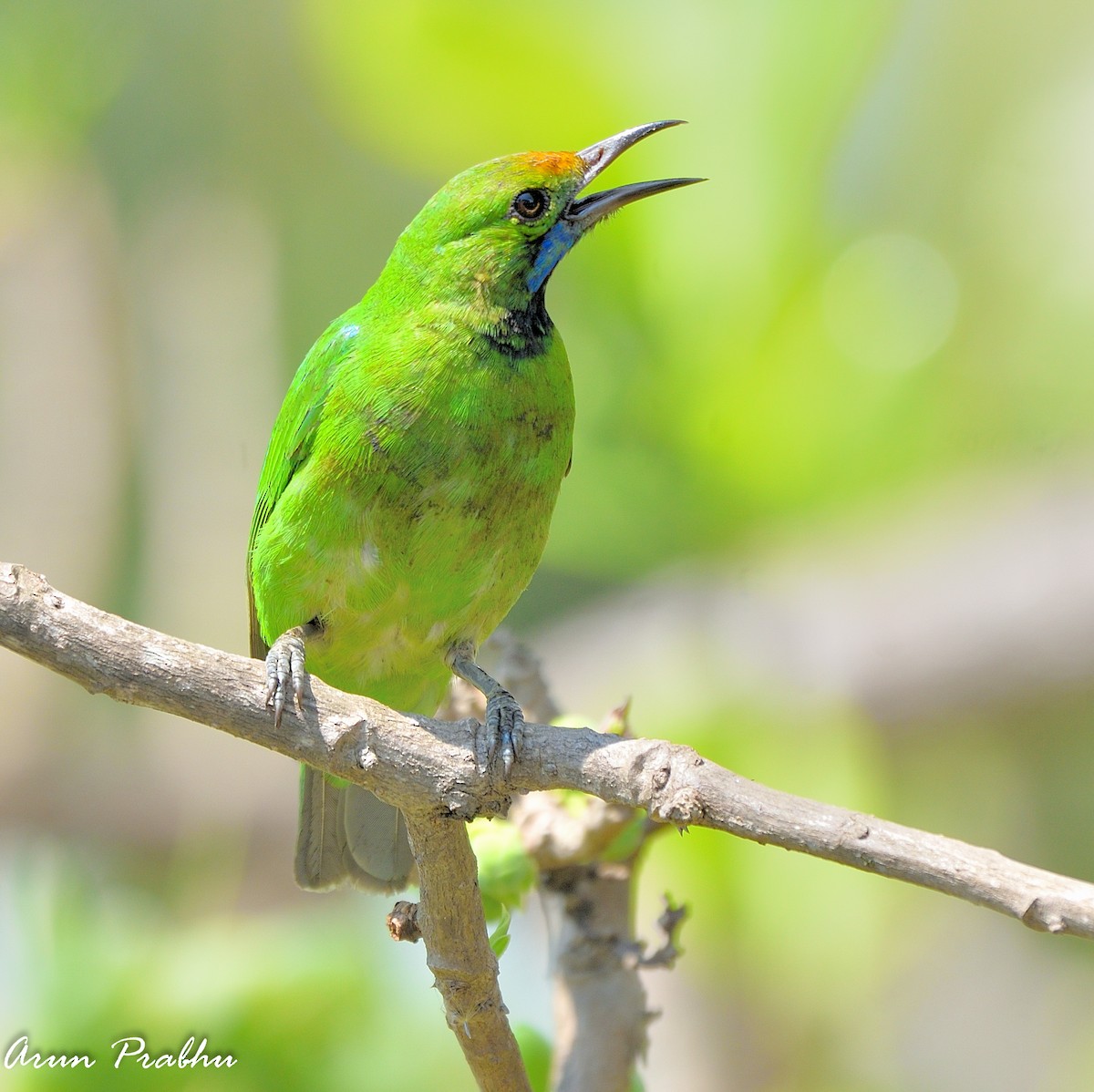 Golden-fronted Leafbird - Arun Prabhu