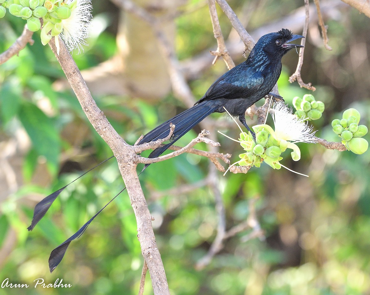 Greater Racket-tailed Drongo - ML314005161