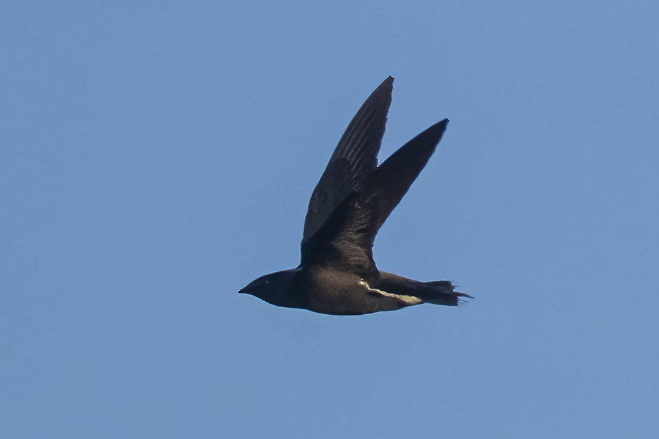 Brown-backed Needletail - liewwk birdtourmalaysia