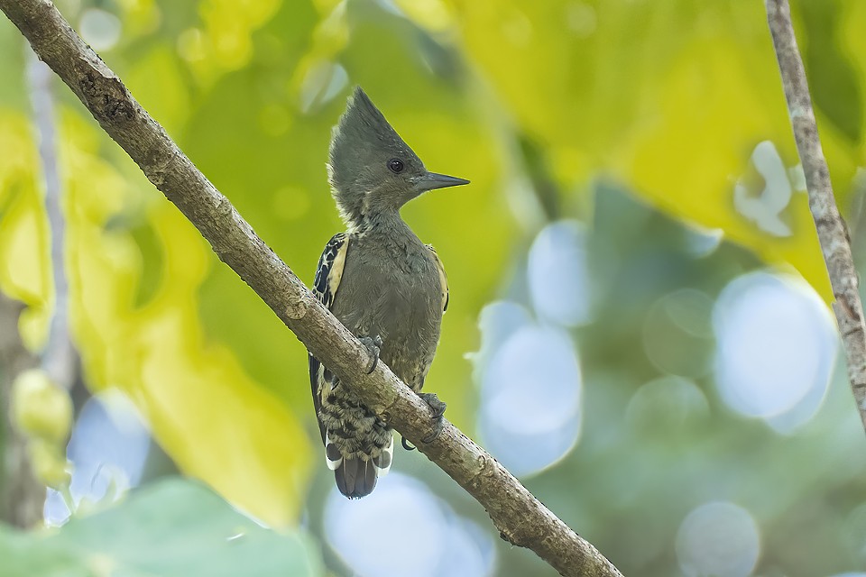 Gray-and-buff Woodpecker - liewwk birdtourmalaysia