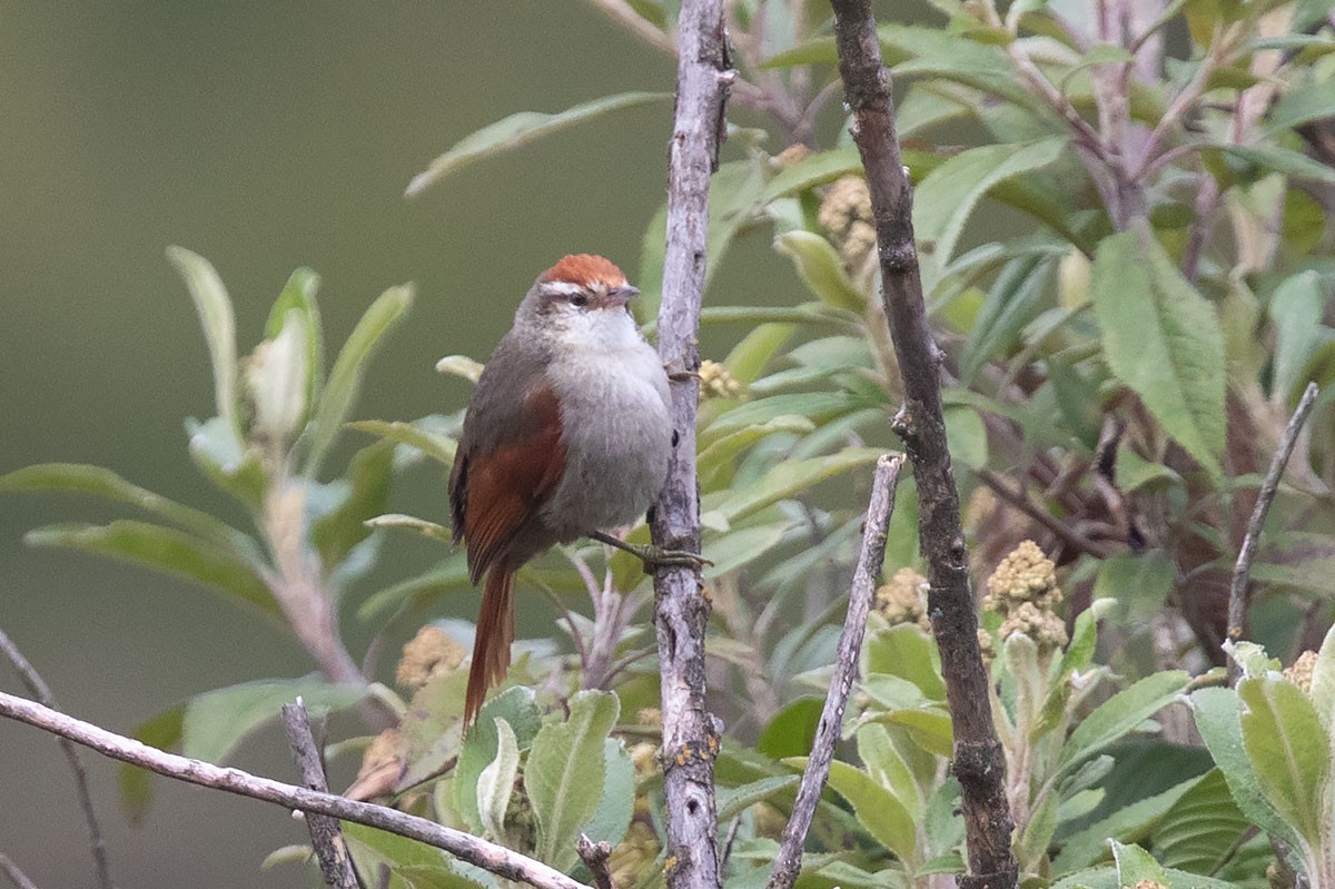 Line-cheeked Spinetail (Baron's) - ML314008161
