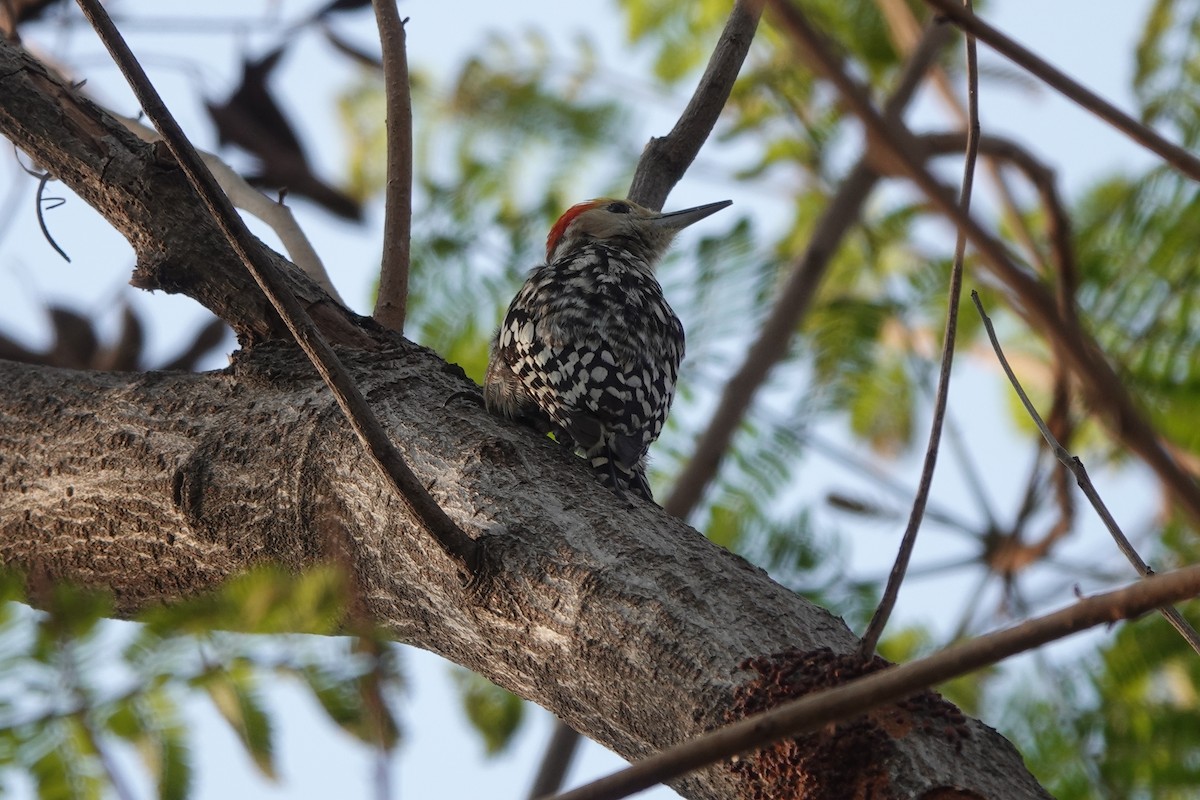 Yellow-crowned Woodpecker - Stray Feather