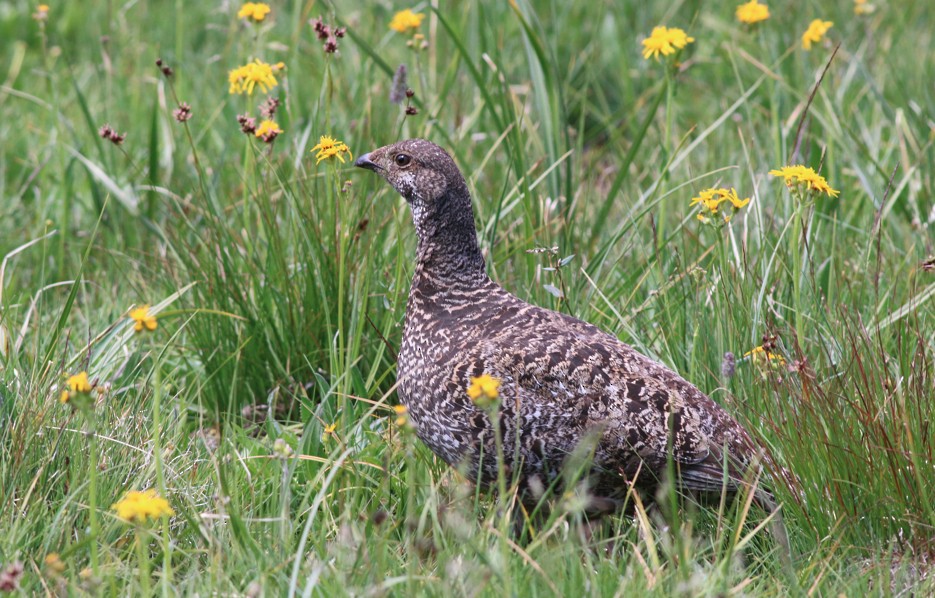 Sooty Grouse - Lance Benner