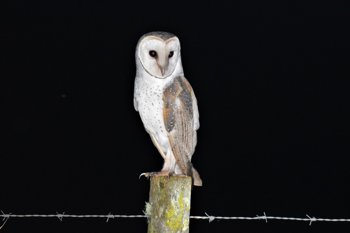 Barn Owl - ML314013171