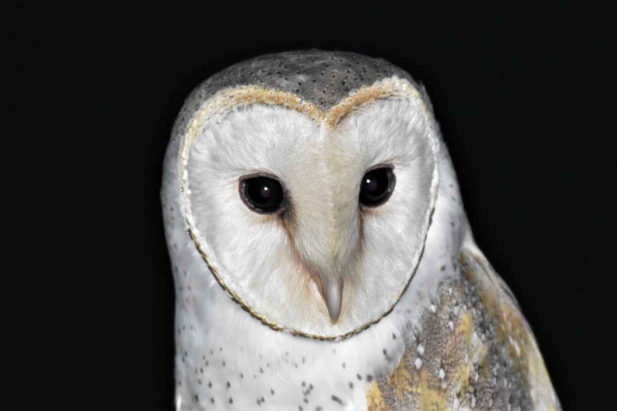 Barn Owl - ML314013191