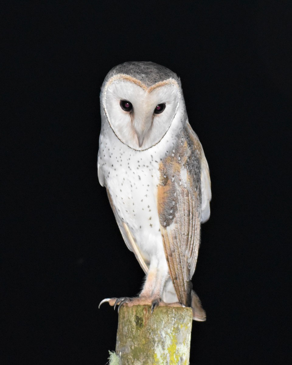 Barn Owl - ML314013201