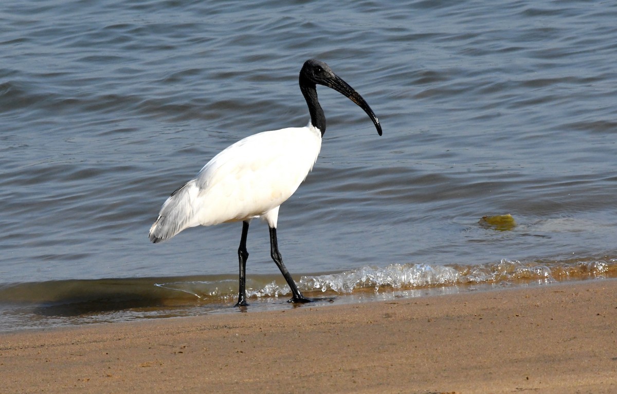 ibis černohlavý - ML314015891