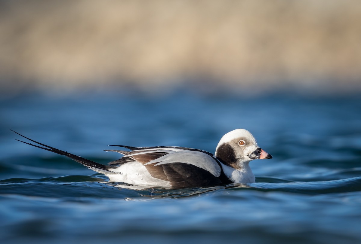 Long-tailed Duck - Rob Mikulec