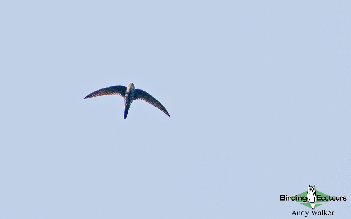 Pacific Swift - Andy Walker - Birding Ecotours