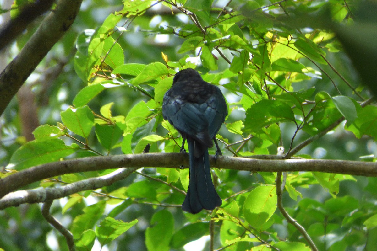 Hair-crested Drongo - ML314023191